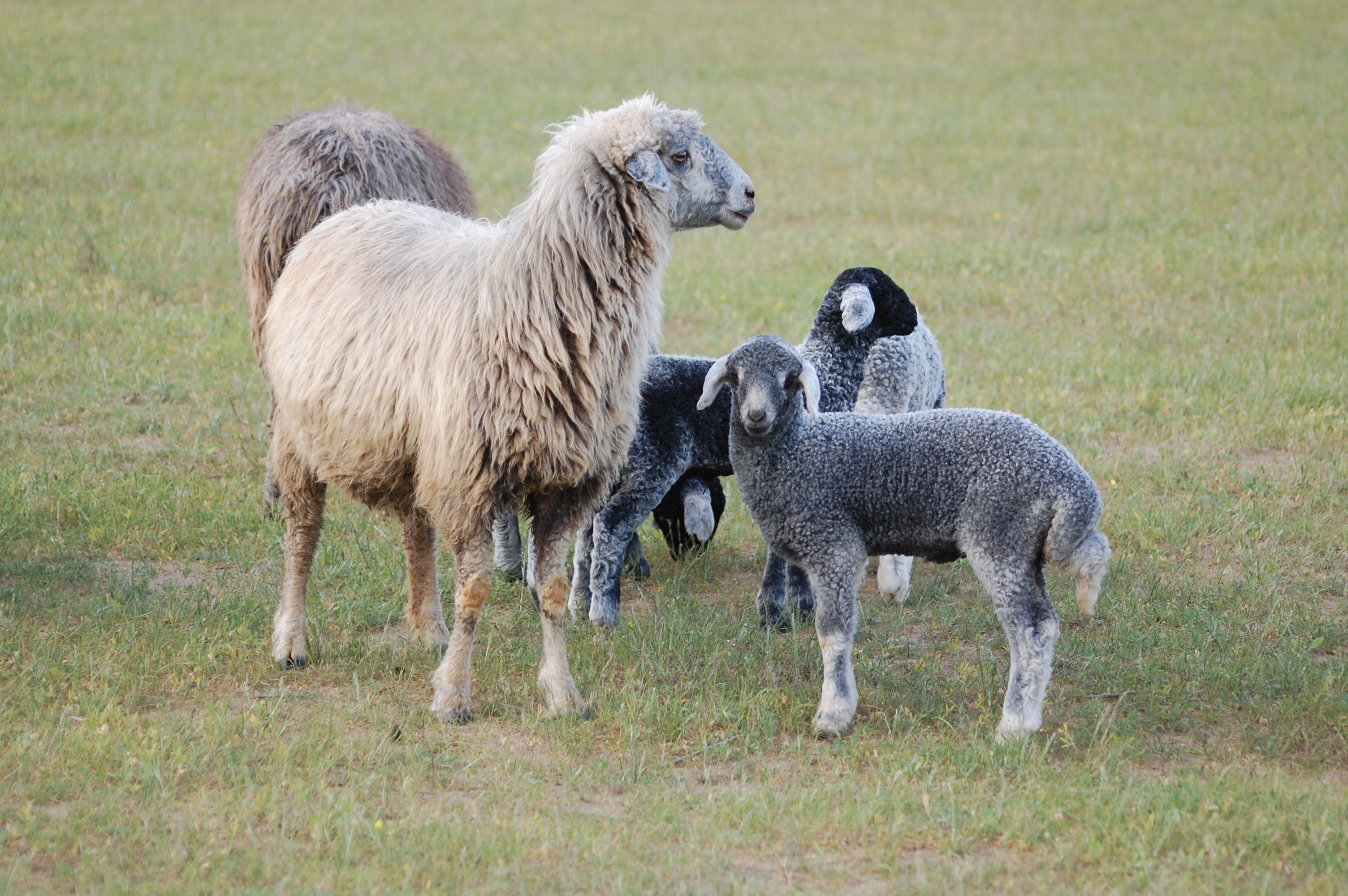 Sähralaryň Şatlygy: Ýurdumyzda Owlak-Guzy Möwsümi Başlandy
